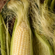 Illustration for article titled How do you remove the dang silk off corn? Don’t even bother.